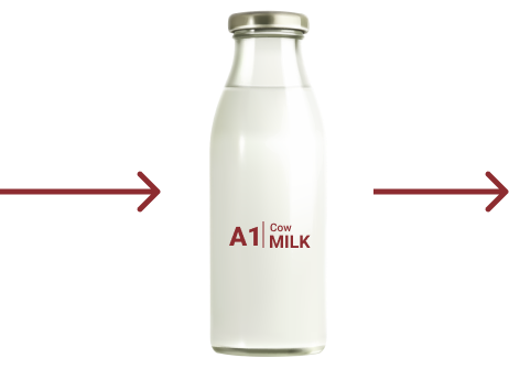 A1 Milk